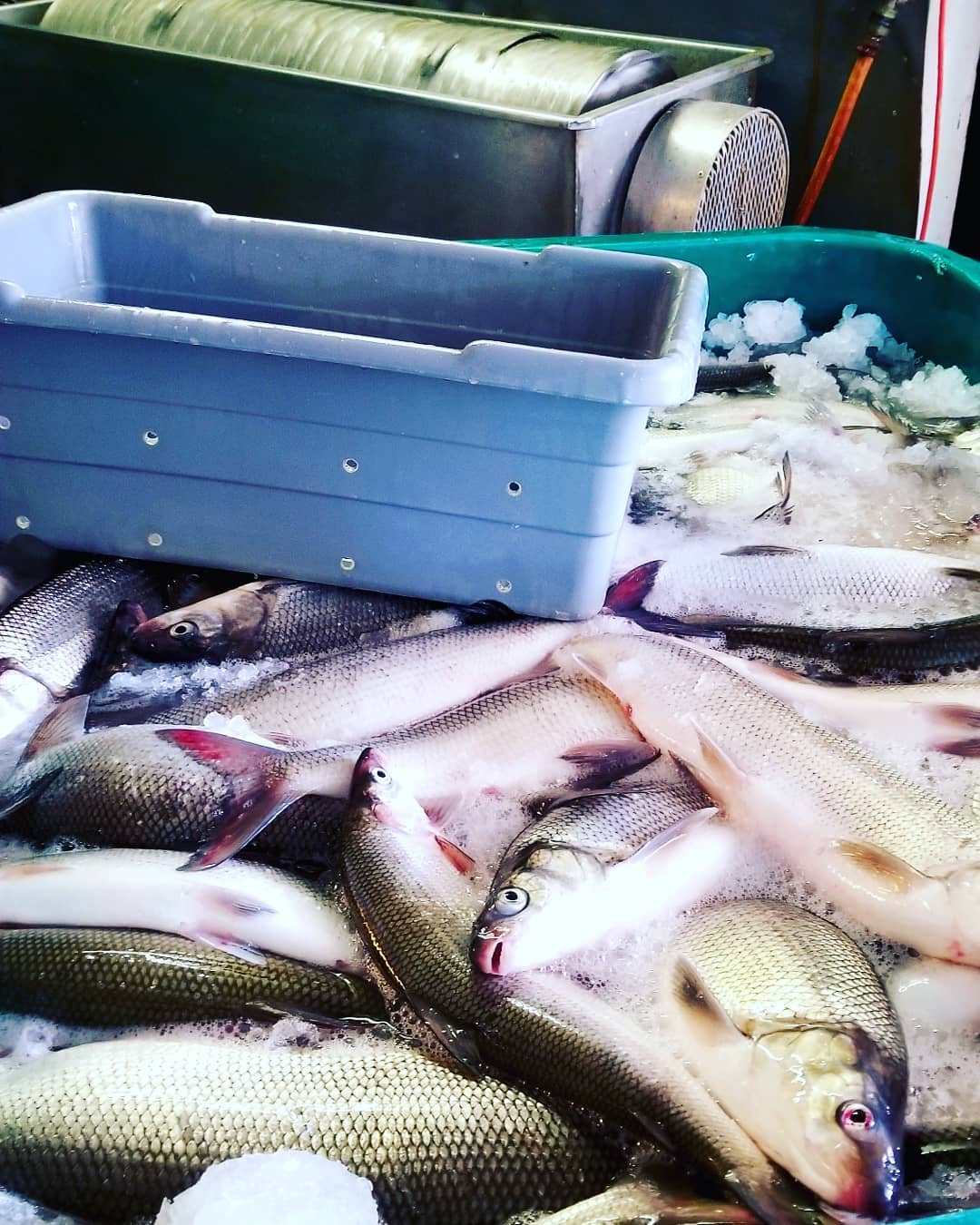 Fresh Whitefish ready for Processing