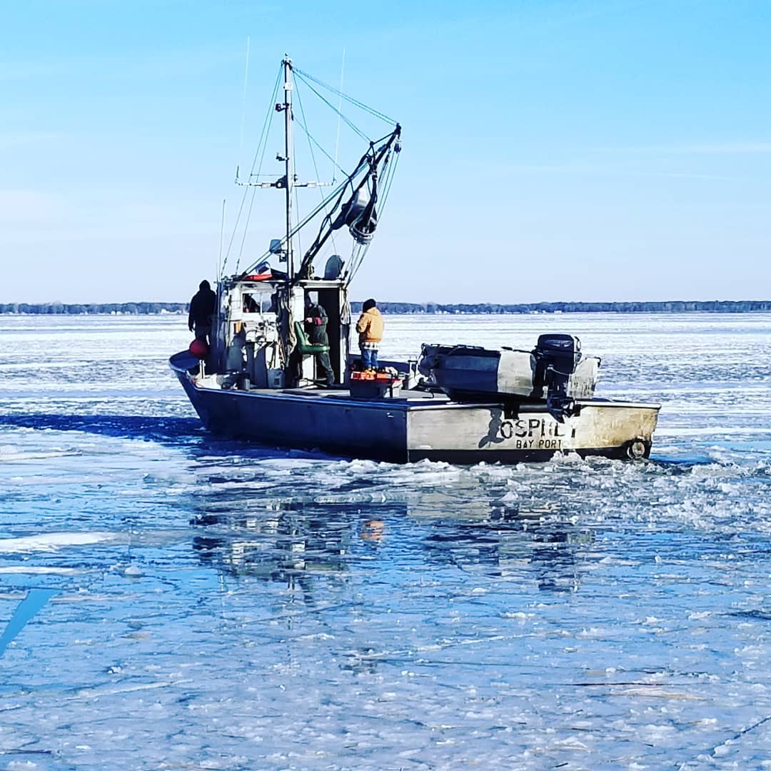 Osprey breaking ice